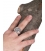 Large impressive Male Alexander the Great chevalier coin ring